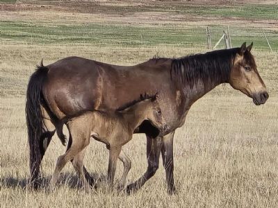 Miss Two ID Peponita <BR> AQHA 6004544